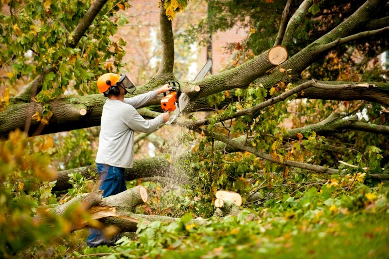 Commercial Tree Services Hillsborough NJ